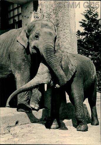 Зоологический сад. Слон индийский и африканский. Elephas maximus - Loxodonta africana. 1960 - 1970-е