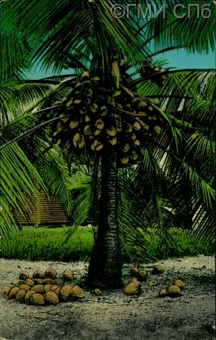 Сингапур. Кокосовая пальма в пору созревания кокосов. Coconut tree /.../.  Начало XX века