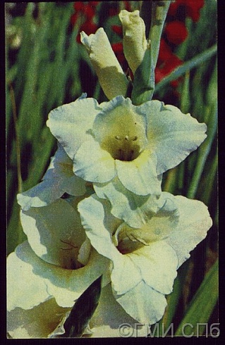 Гладиолус белый. 1972