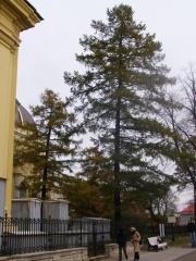 Сад при Великокняжеской Усыпальнице в Петропавловской крепости