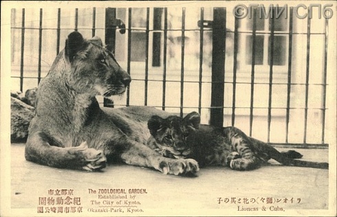 The Zoological Garden. Established by the City of Kyoto. Okazaki-Park, Kyoto. Lioness & Cubs. (Япония. Зоопарк, расположенный в городе Киото. Okazaki парк, Киото. Львица и львёнок).  I - я четверть ХХ века
