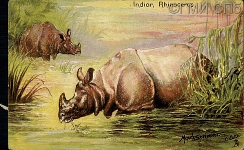 Indian Rhinoceros. In the Jungle. (Индийский носорог. В джунглях). Начало XX века