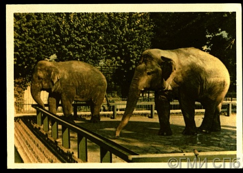 Ленинградский зоопарк. Азиатские слоны. 1965 