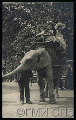 [Зоопарк (?) Катание на слоне]. [После 1902]
