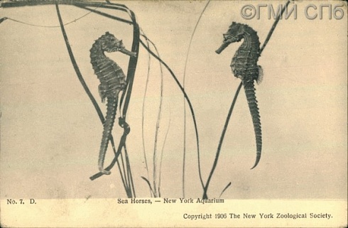 Sea horses - New York Aquarium. (Морские коньки из Нью-Йоркского аквариума).  1906