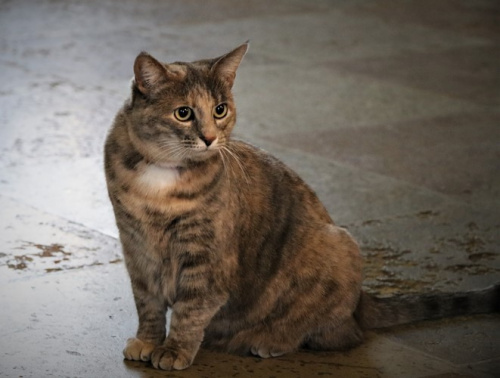 Государственный Эрмитаж передал Музею истории Санкт-Петербурга кошку Серафиму