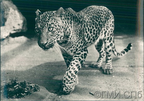 Зоопарк. Леопард.  1960-е