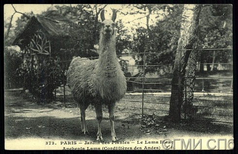Paris. Jardin des Plantes. Le Lama Blanc. (Париж. Ботанический  и зоологический сад. Белая лама).  [После 1903]