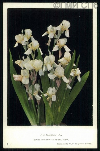 Royal Botanic Gardens, Kew. Decorative Plants. Iris flavescens. (Королевские Ботанические Сады, Кью. Декоративные растения. Ирис пестрый). Начало XX века