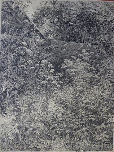 И.И.Шишкин. Снедь (трава). 1890