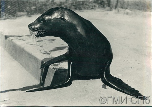 Зоопарк. Тюлень.   1960-е