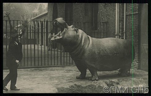 [Зоопарк (?) Бегемот].  [После 1902]