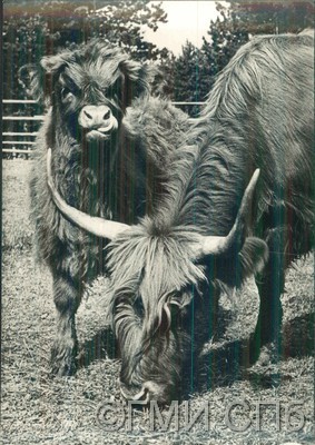 Зоопарк. Горный крупный рогатый скот красной породы.  1960-е