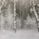 Е. Дубицкий. Волшебный лес. Бумага, карандаш. 2002
